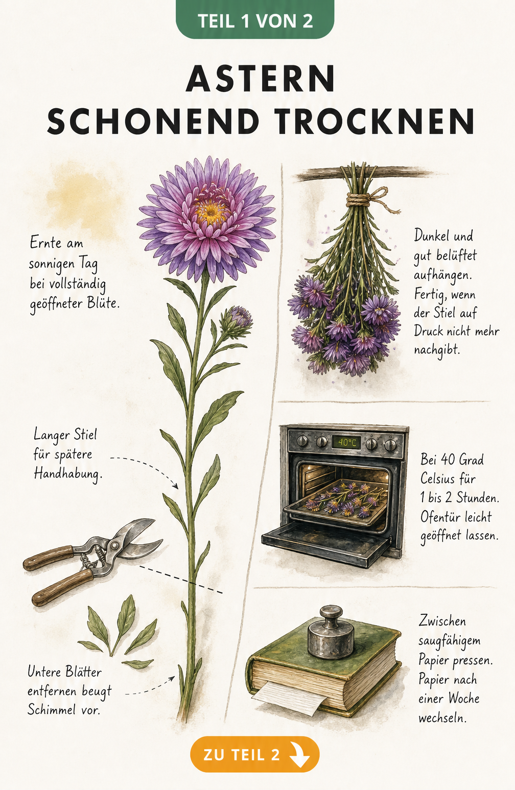 Botanische Illustration zur Vorbereitung und Trocknung von Astern an der Luft, im Ofen und durch Pressen
