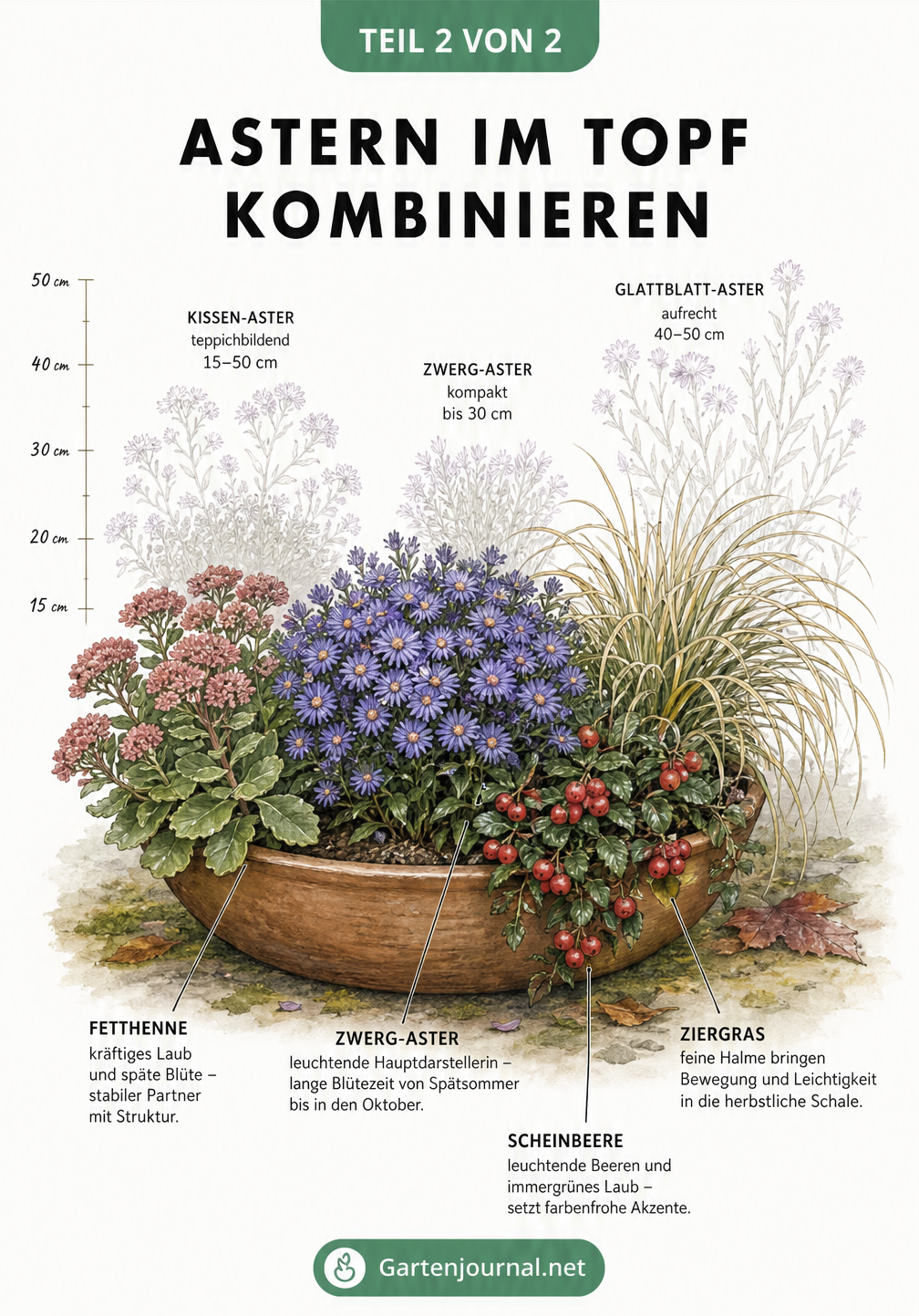 Illustration einer Pflanzschale mit blauer Zwerg-Aster, Ziergras, Fetthenne und Scheinbeere sowie einer Höhenskala für Astern-Sorten