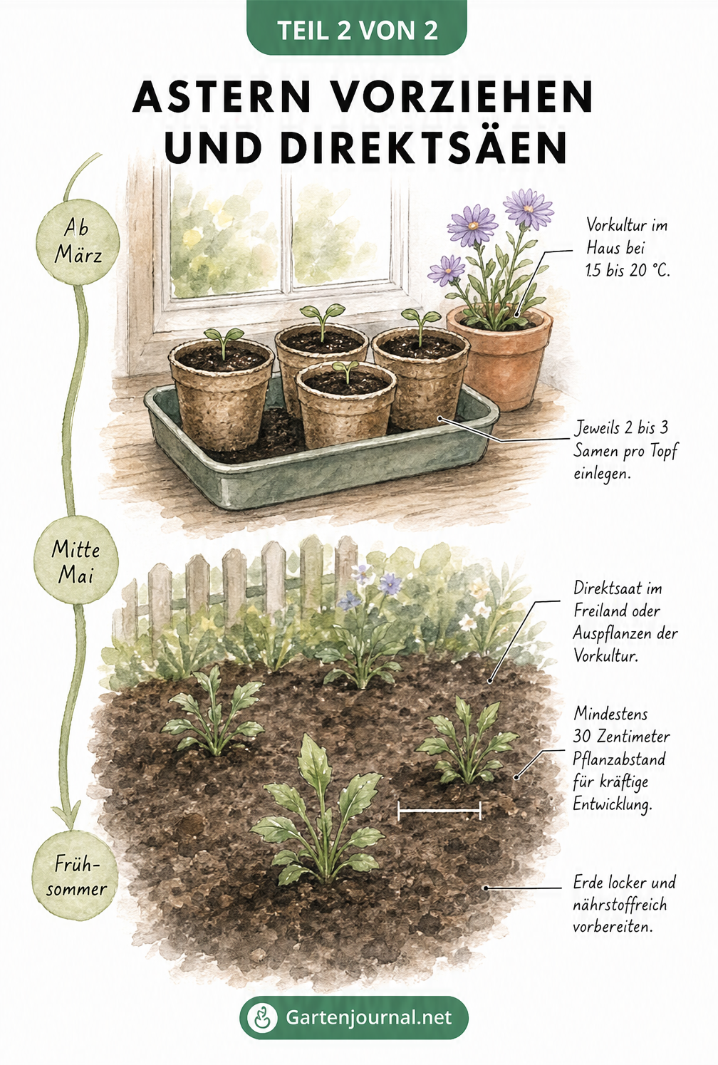 Zweigeteilte Illustration: Oben Anzuchttöpfe auf einem Fensterbrett für die Vorkultur, unten ein Gartenbeet für die Direktsaat von Astern.