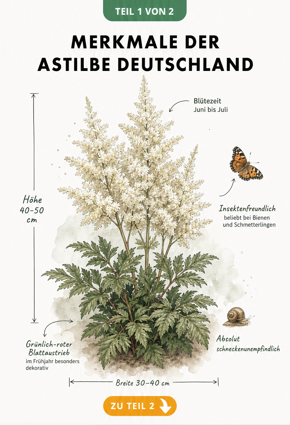 Botanische Illustration der Astilbe Deutschland mit weißen Blütenrispen, Wuchshöhe und Blütezeit