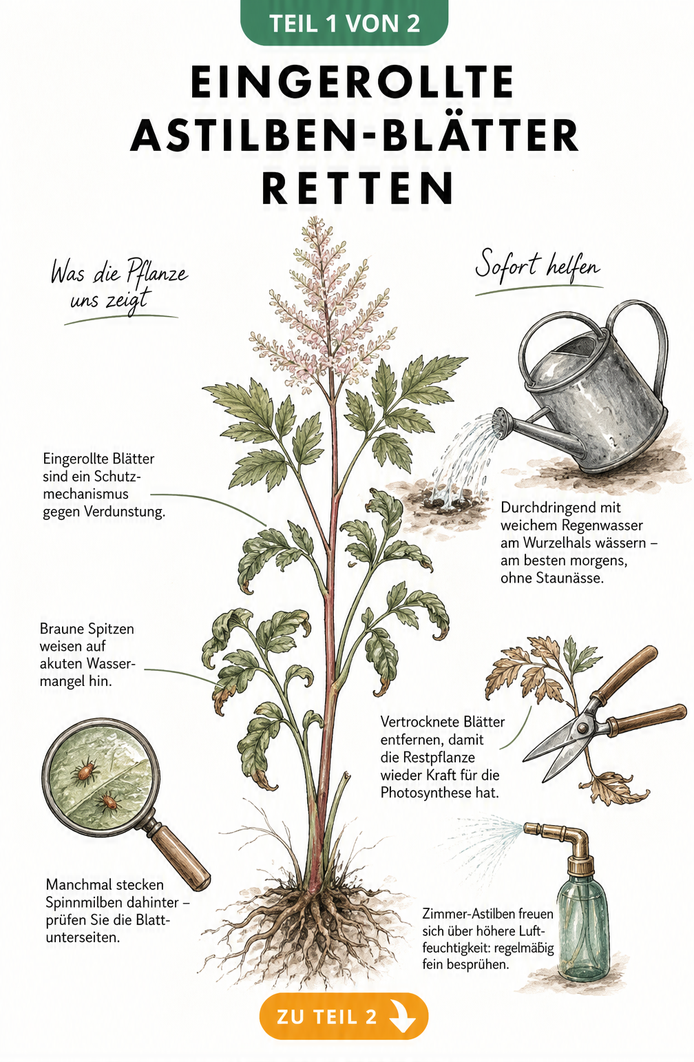 Botanische Illustration einer Astilbe mit eingerollten Blättern, Diagnose von Wassermangel und Spinnmilben sowie Sofortmaßnahmen wie Gießen und Besprühen