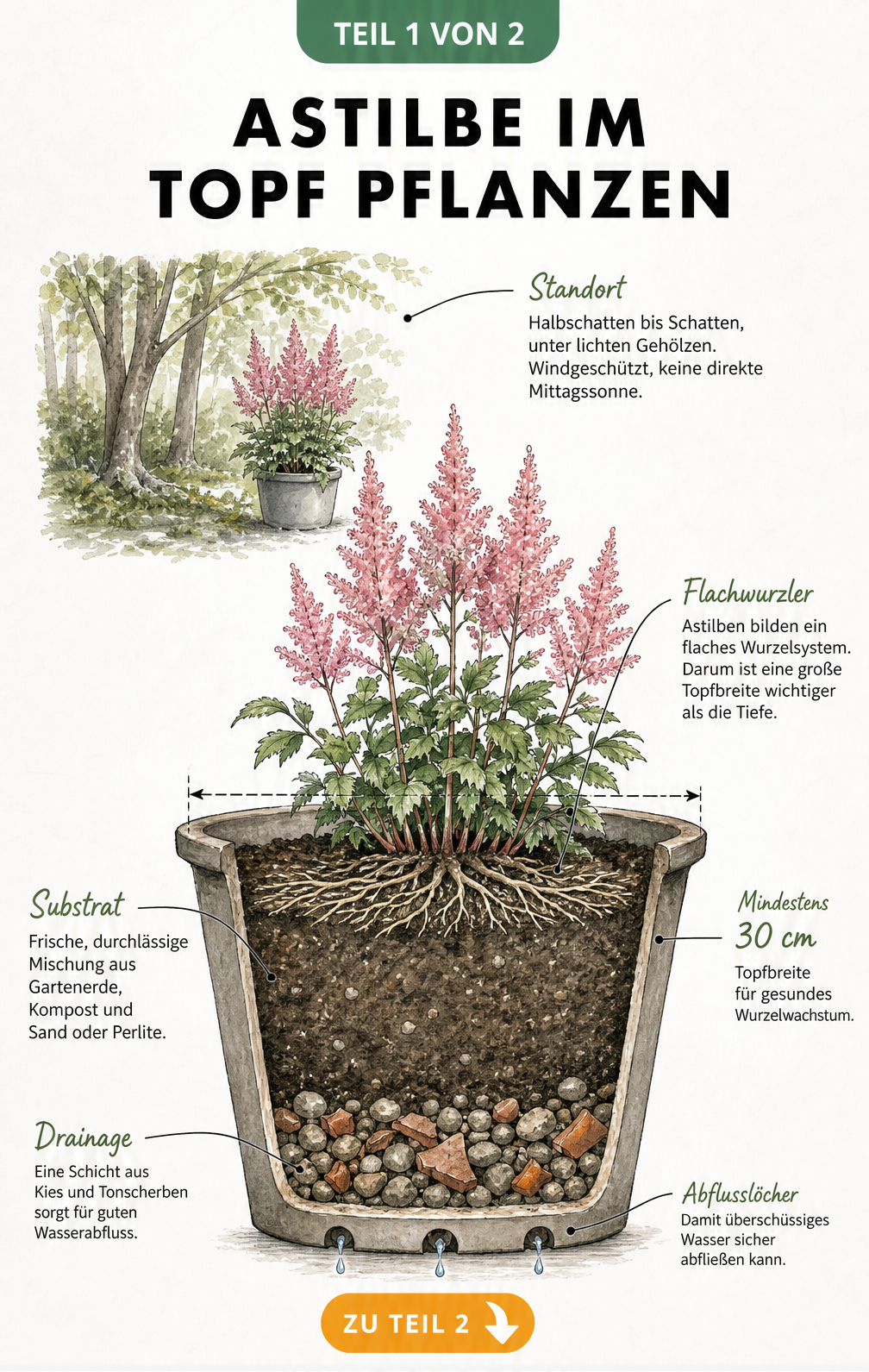 Querschnitt eines bepflanzten Topfes mit einer Astilbe, der die flache Wurzelstruktur, die Drainageschicht und das Substrat zeigt.