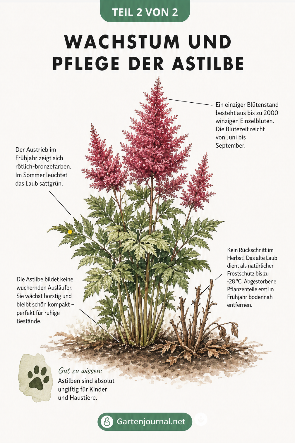 Illustration einer ausgewachsenen Astilbe mit karminroten Blütenrispen, die Details zu Wachstum, Blütezeit und dem richtigen Rückschnitt im Frühjahr zeigt.