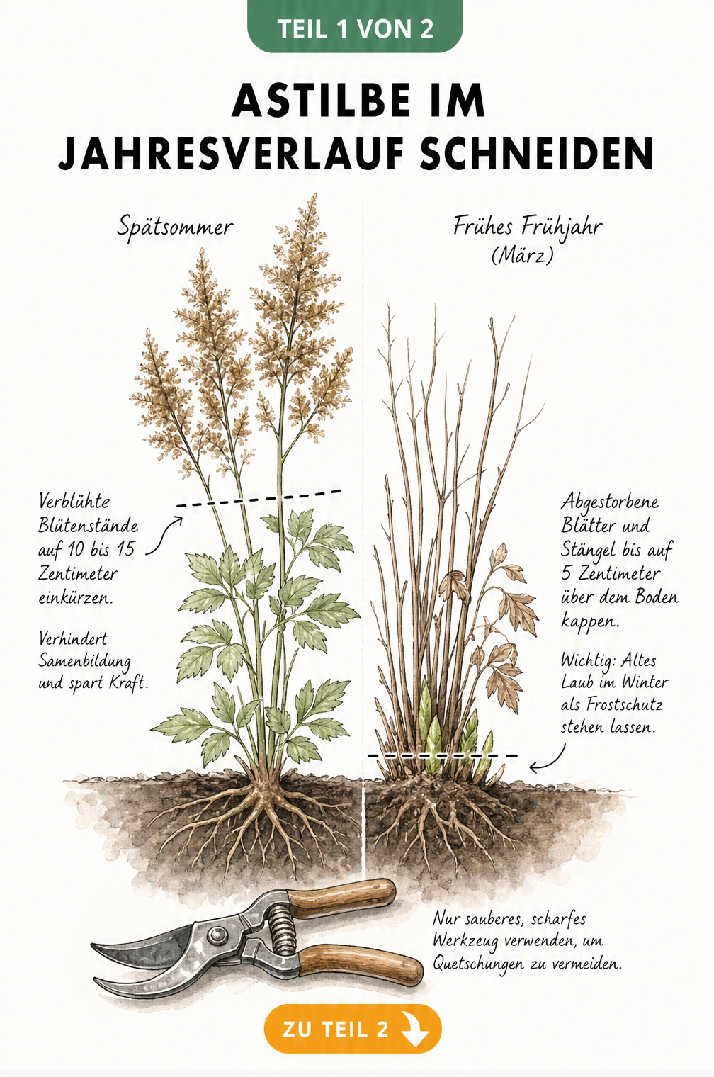 Botanische Illustration einer Astilbe, die den Rückschnitt im Spätsommer und Frühjahr zeigt, inklusive Schnitthöhen und Gartenschere.
