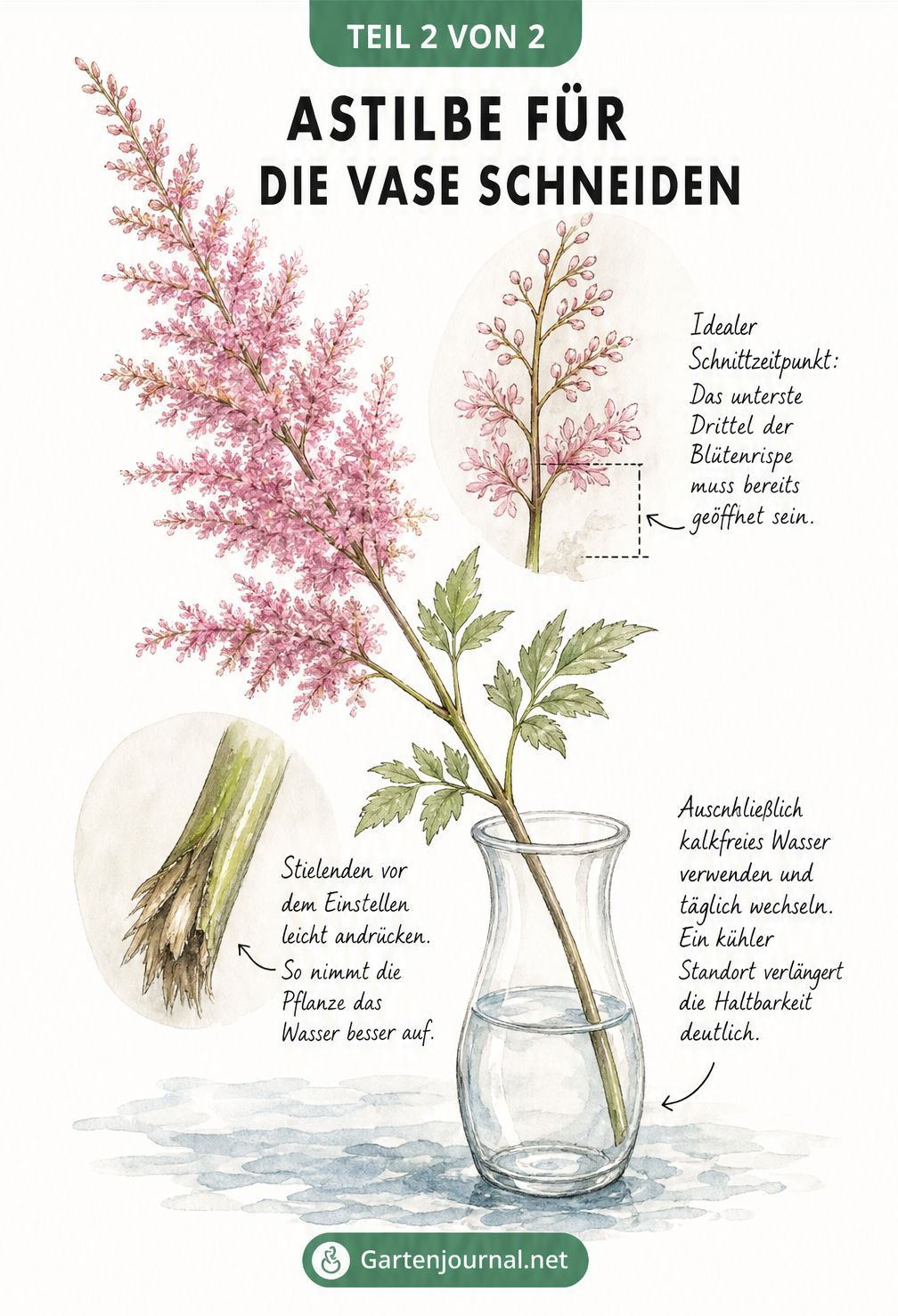 Aquarell-Skizze einer Astilben-Rispe in einer Glasvase mit Detailansichten zum idealen Schnittzeitpunkt und der Stielvorbereitung.