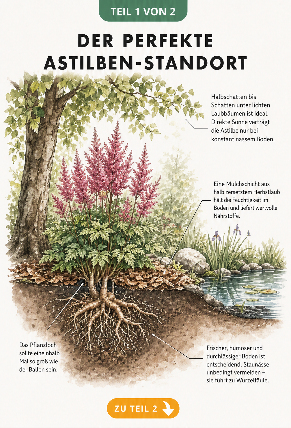 Querschnitt eines Gartenbeets mit einer blühenden Astilbe unter einem Laubbaum, der den idealen halbschattigen Standort und die Bodenbeschaffenheit zeigt.
