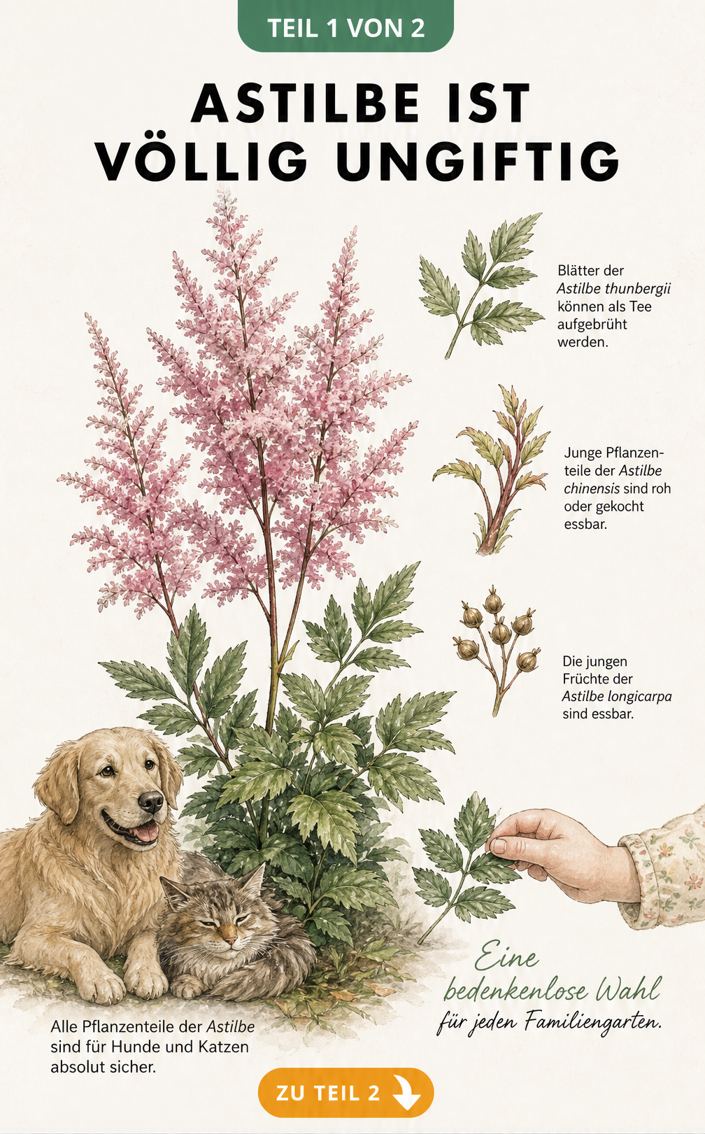 Botanische Illustration einer Astilbe mit Hund, Katze und Kinderhand, die die Ungiftigkeit der Pflanze zeigt.