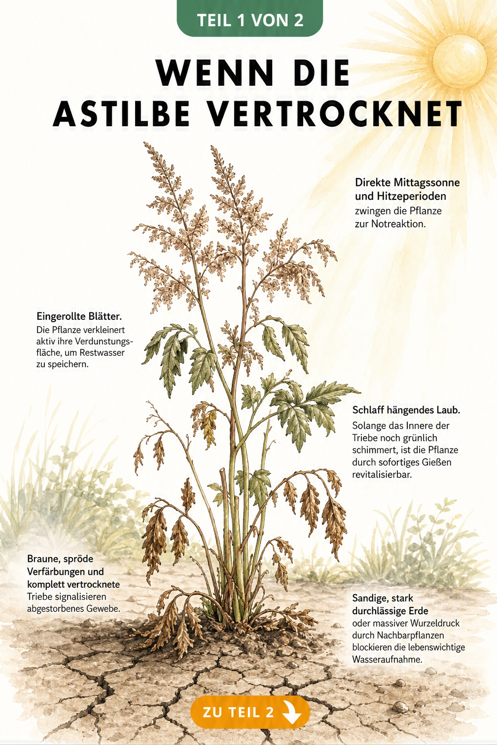 Botanische Illustration einer vertrocknenden Astilbe mit eingerollten Blättern und braunen Trieben