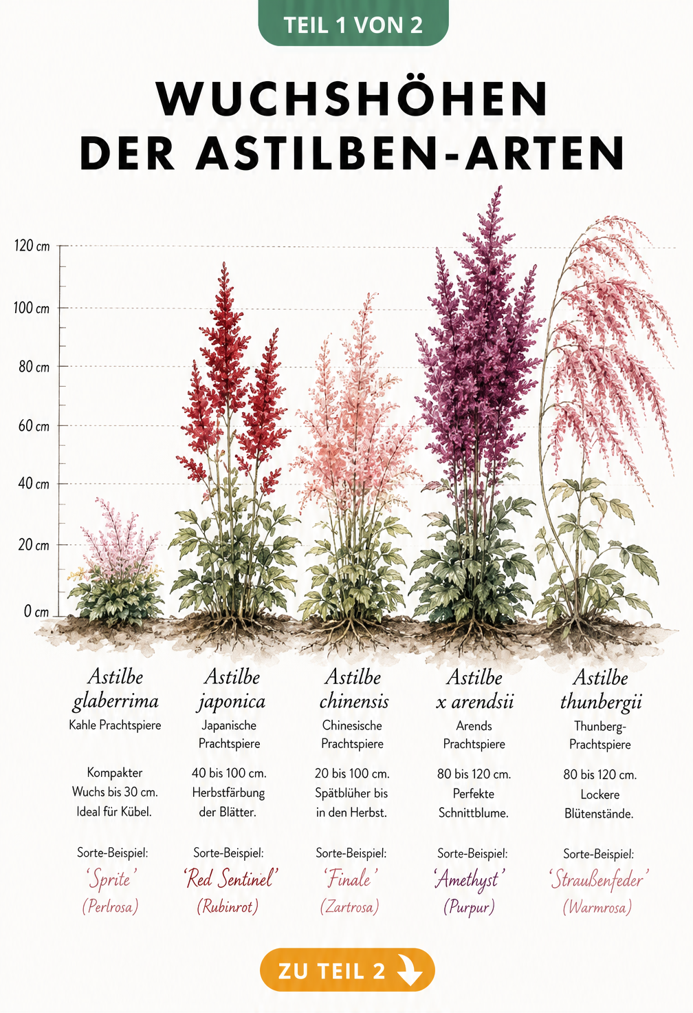 Botanische Aquarell-Illustration von fünf Astilben-Arten mit Messskala, die Wuchshöhen von 30 bis 120 cm und Blütenformen zeigt.