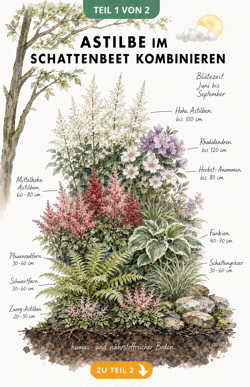 Botanische Querschnitt-Illustration eines Schattenbeets mit Astilben, Farnen, Funkien und Rhododendren in dreistufiger Tiefenstaffelung.