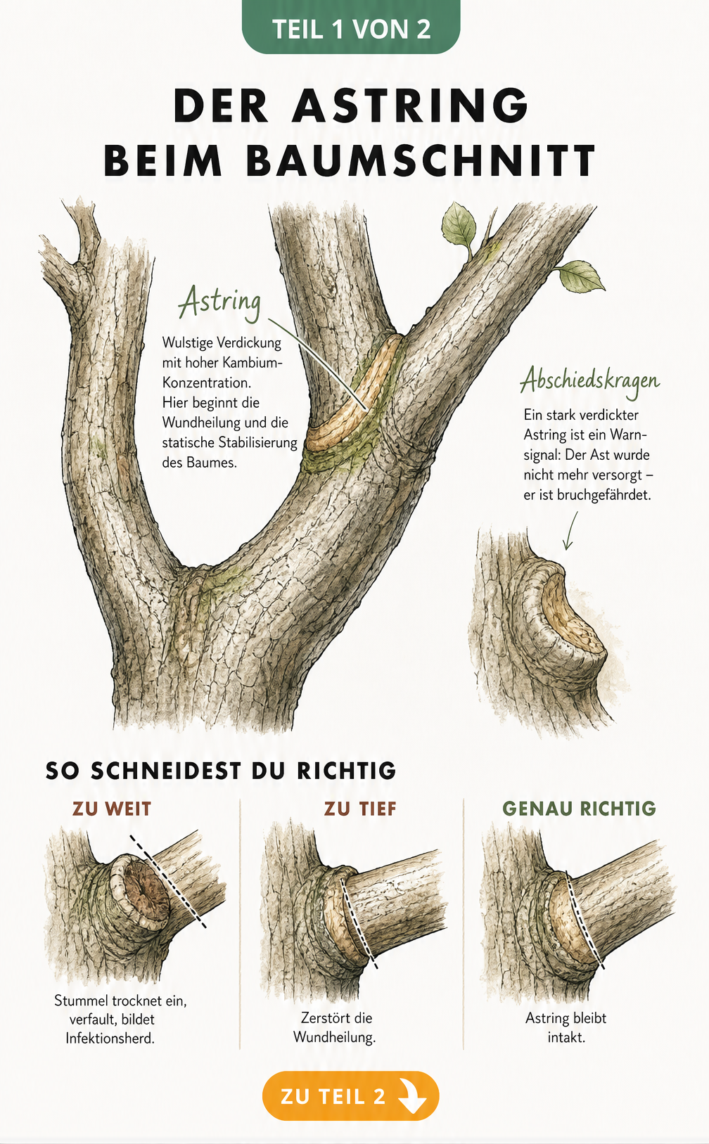 Botanische Illustration eines Astrings am Baum mit Vergleich von richtigem und falschem Schnitt