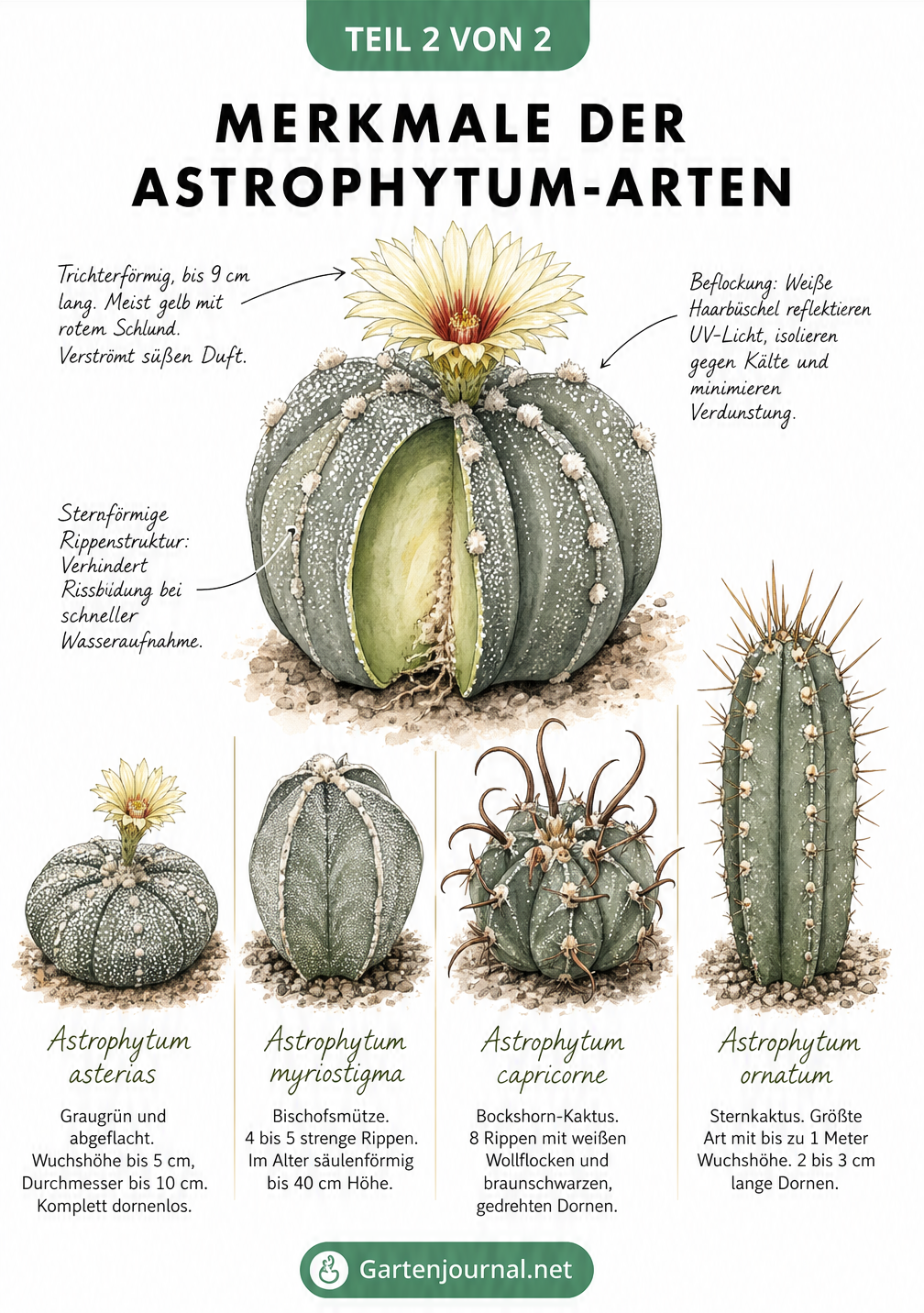 Zeichnungen von vier Astrophytum-Arten: asterias, myriostigma, capricorne und ornatum mit ihren Merkmalen