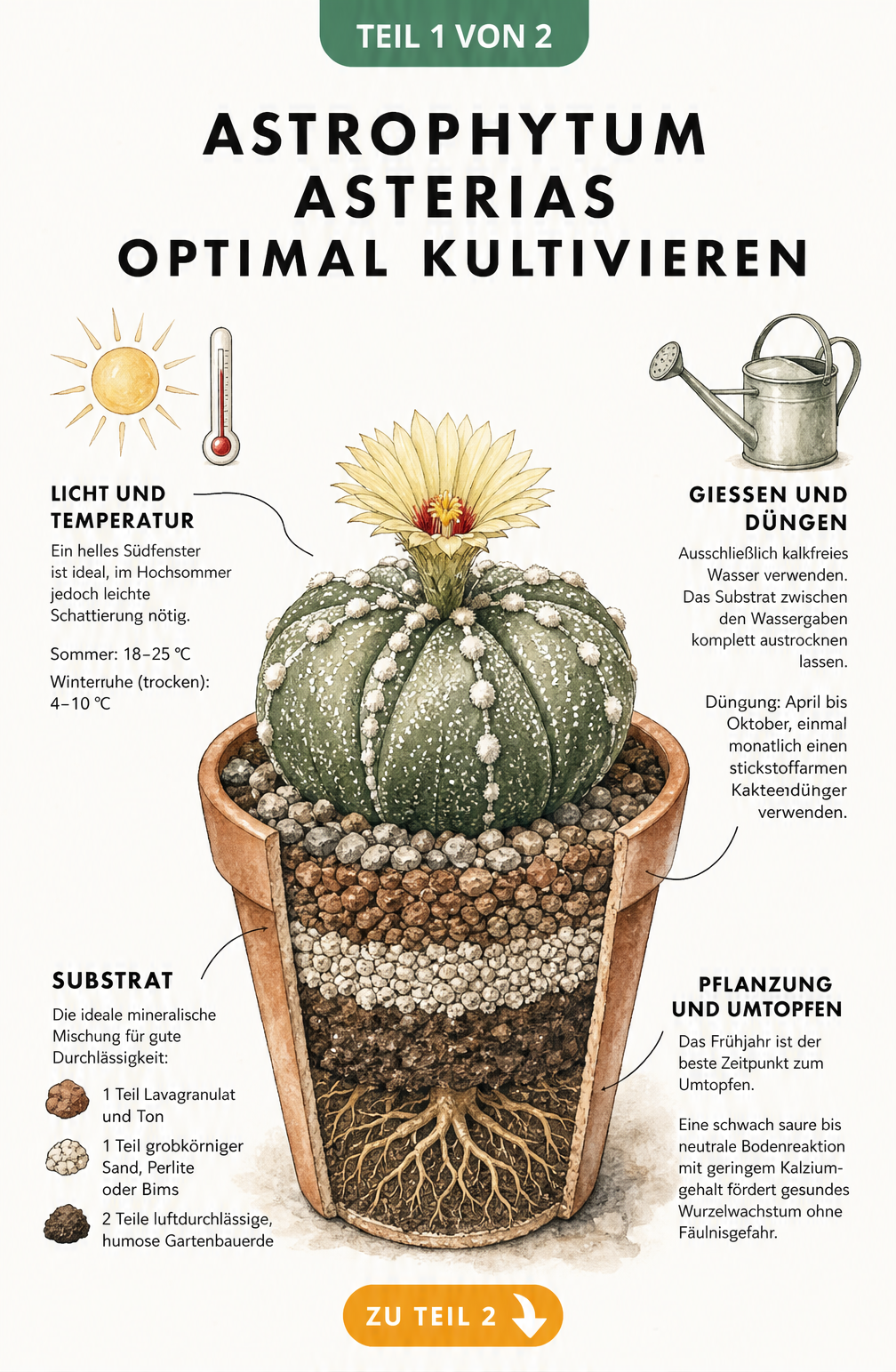 Botanische Illustration des Astrophytum asterias mit Hinweisen zu Licht, Temperatur, Gießen und Substrat