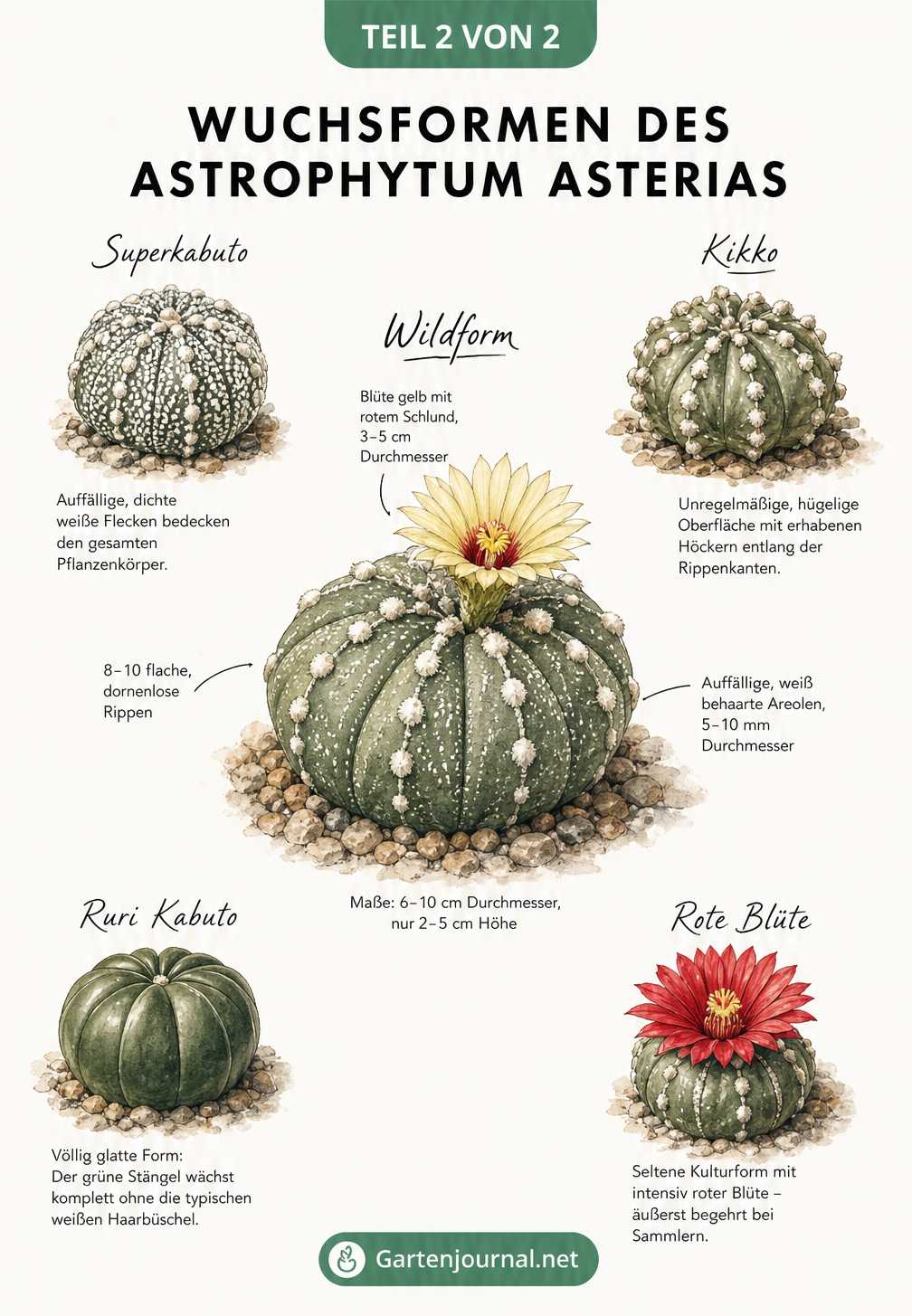 Zeichnungen verschiedener Wuchsformen des Astrophytum asterias wie Superkabuto, Kikko und Ruri Kabuto