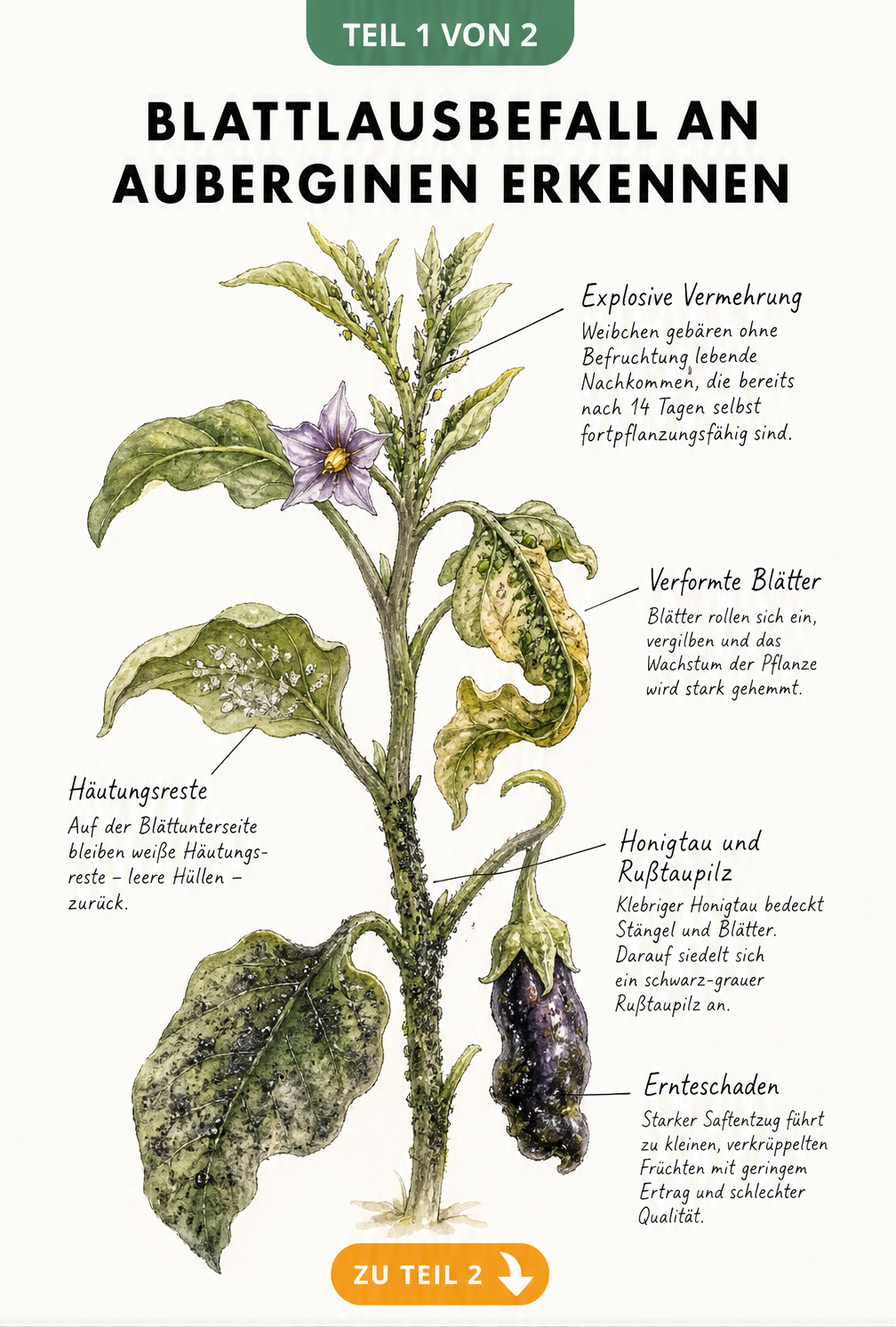 Botanische Illustration eines Auberginentriebs mit Blattläusen, eingerollten Blättern, Honigtau und einer verkrüppelten Frucht.
