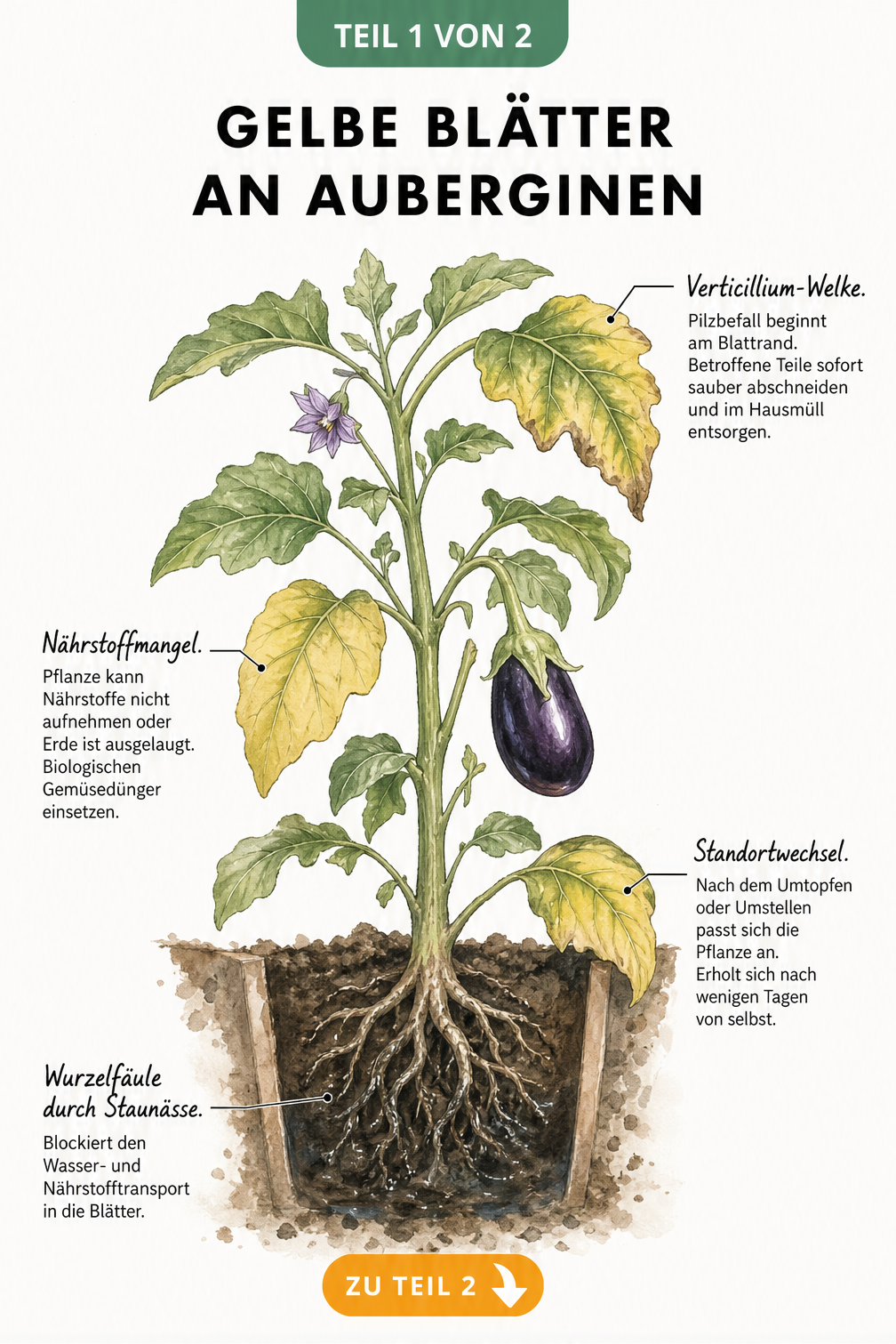 Botanische Illustration einer Auberginenpflanze mit vier Schadbildern für gelbe Blätter: Verticillium-Welke, Nährstoffmangel, Standortwechsel und Wurzelfäule.
