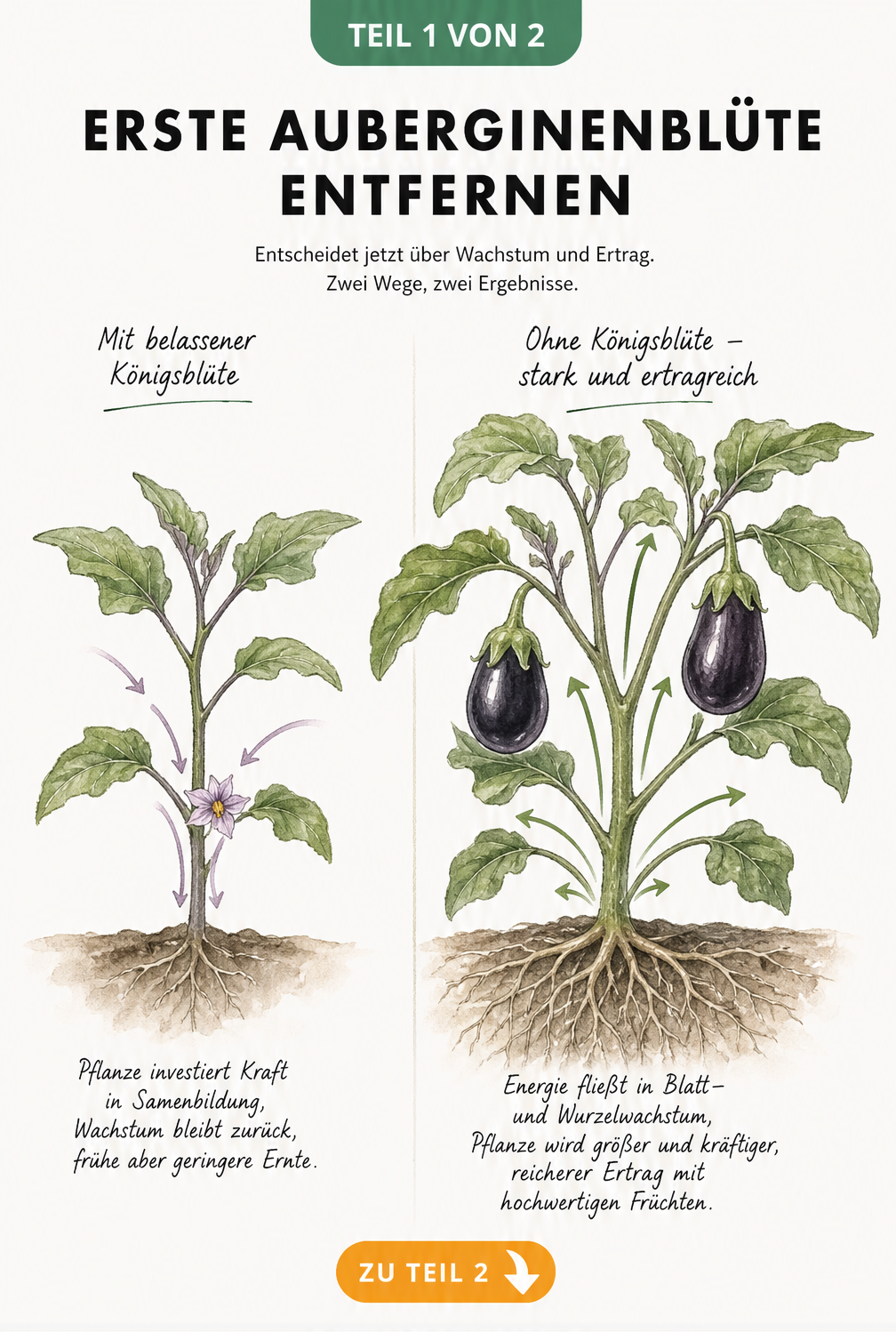 Botanische Illustration einer Auberginenpflanze mit und ohne Königsblüte im Vergleich