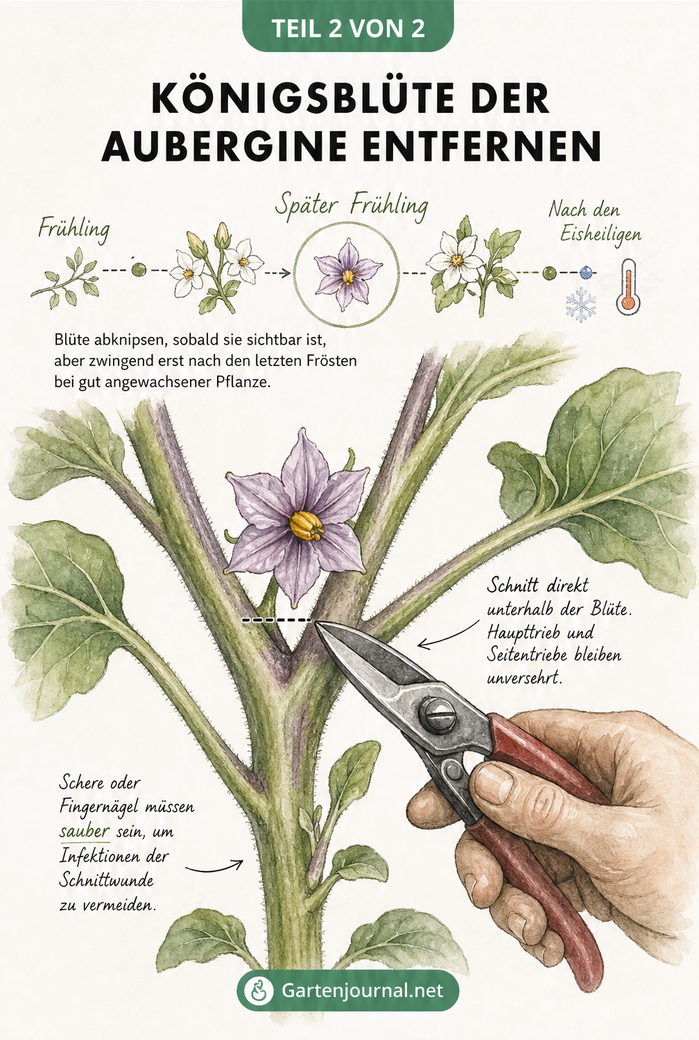 Nahaufnahme einer Auberginenpflanze, bei der die Königsblüte an der Y-Verzweigung mit einer Schere entfernt wird