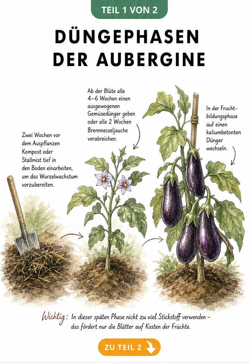 Illustration der drei Wachstumsphasen einer Auberginenpflanze mit Düngehinweisen