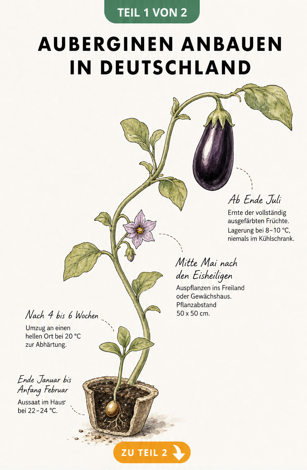 Botanische Zeitachse zum Anbau von Auberginen in Deutschland, von der Aussaat im Januar bis zur Ernte im Juli.