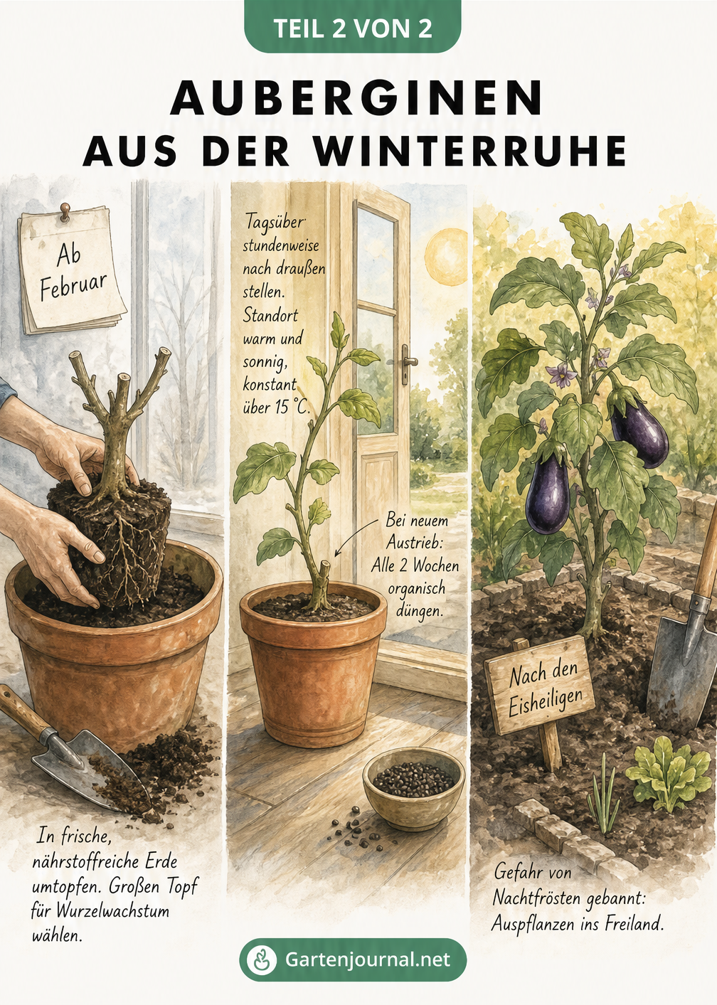 Illustration der drei Phasen vom Umtopfen im Februar bis zum Auspflanzen der Aubergine nach den Eisheiligen