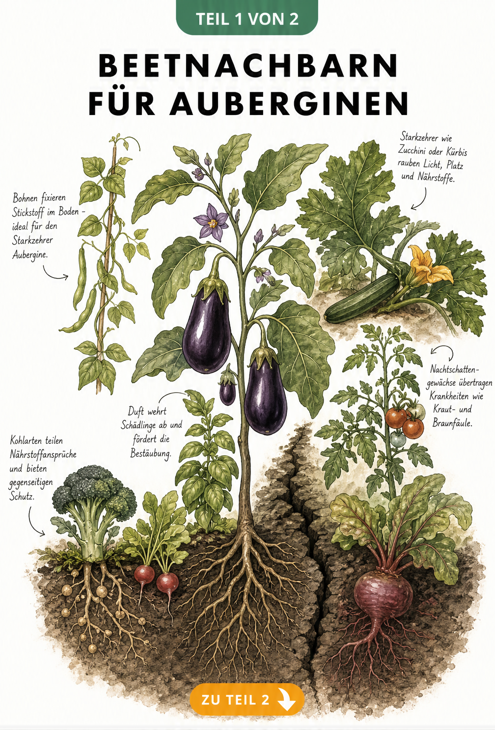 Illustration eines Gartenbeets mit einer Aubergine und ihren guten sowie schlechten Beetnachbarn wie Bohnen, Basilikum, Zucchini und Tomaten