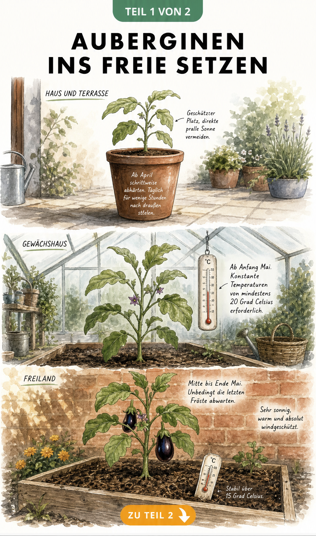 Aquarell-Zeichnung zeigt den Weg der Aubergine von der Terrasse über das Gewächshaus bis ins Freiland mit Temperaturangaben