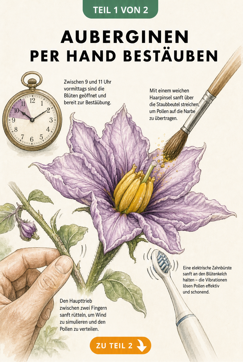 Botanische Zeichnung einer Auberginenblüte mit drei Methoden zur manuellen Bestäubung: Pinsel, Rütteln und elektrische Zahnbürste.