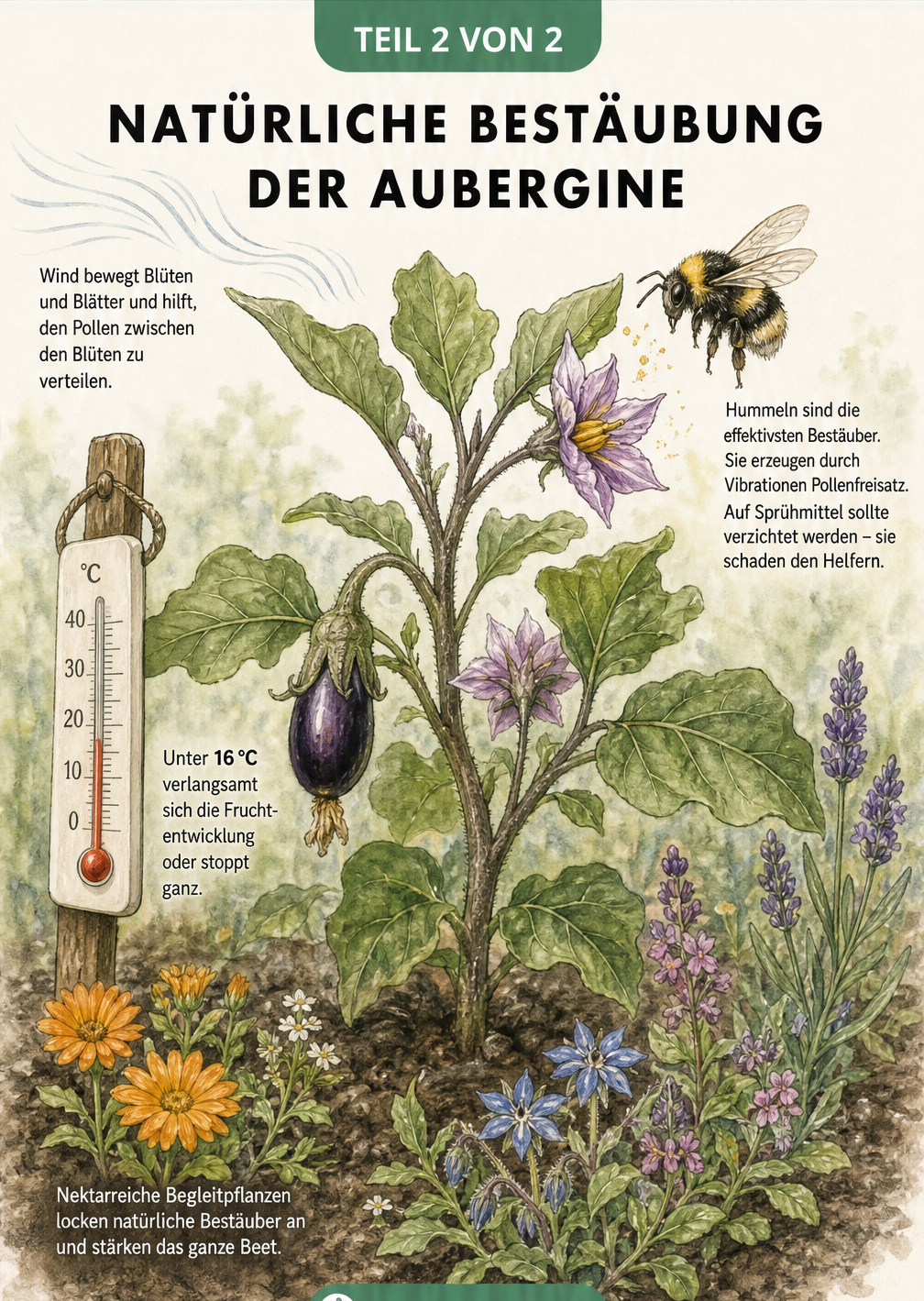 Illustration einer Auberginenpflanze im Beet, die natürliche Bestäubung durch Wind, Hummeln und Begleitpflanzen sowie die ideale Temperatur zeigt.