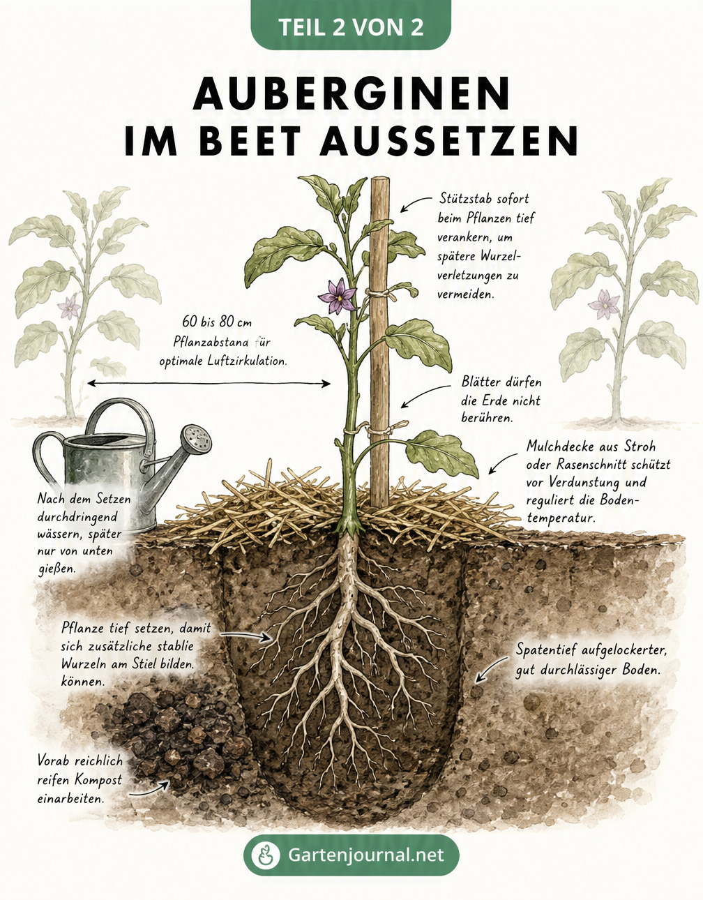 Querschnittszeichnung einer gepflanzten Aubergine mit Stützstab, Mulchschicht und tiefem Wurzelansatz