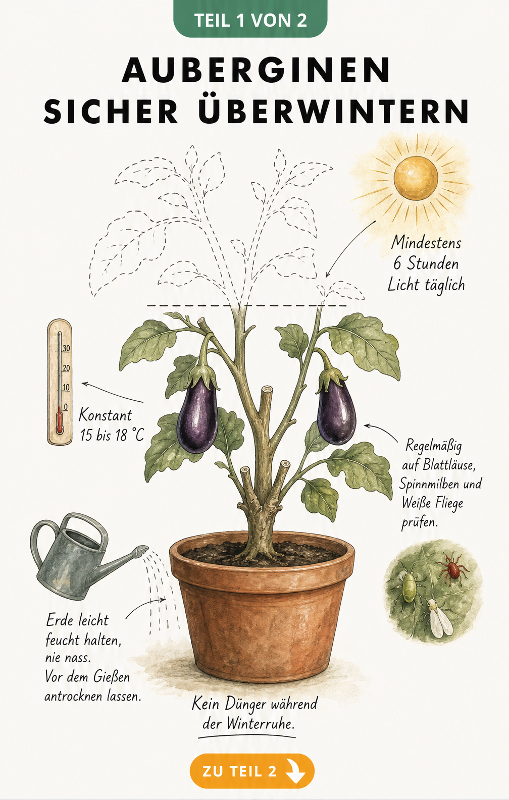 Botanische Illustration einer Aubergine im Terrakotta-Topf mit Pflegehinweisen zur Überwinterung