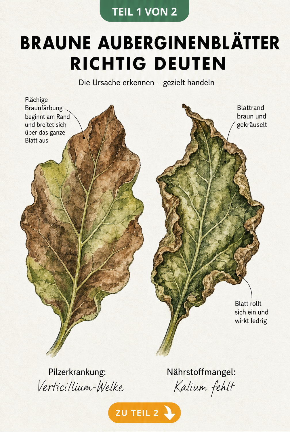 Zwei Auberginenblätter im Vergleich: Links flächige Braunfärbung durch Verticillium-Welke, rechts brauner und gekräuselter Blattrand durch Kaliummangel.