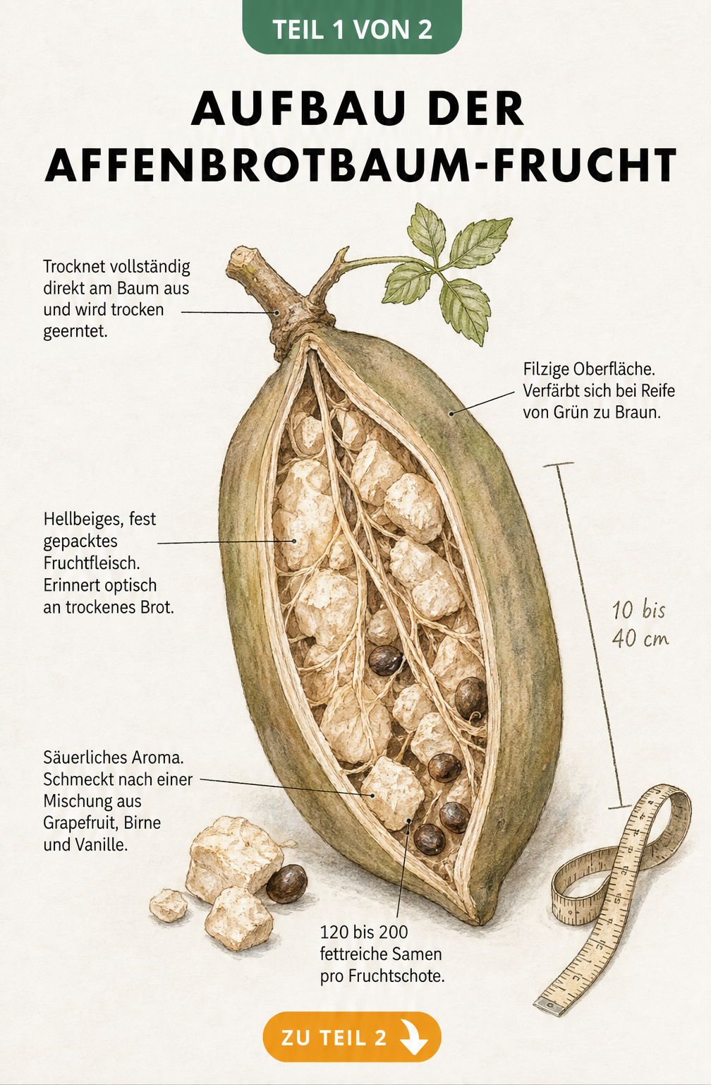 Botanische Illustration der Affenbrotbaum-Frucht mit geöffneter Schale, Fruchtfleisch und Samen