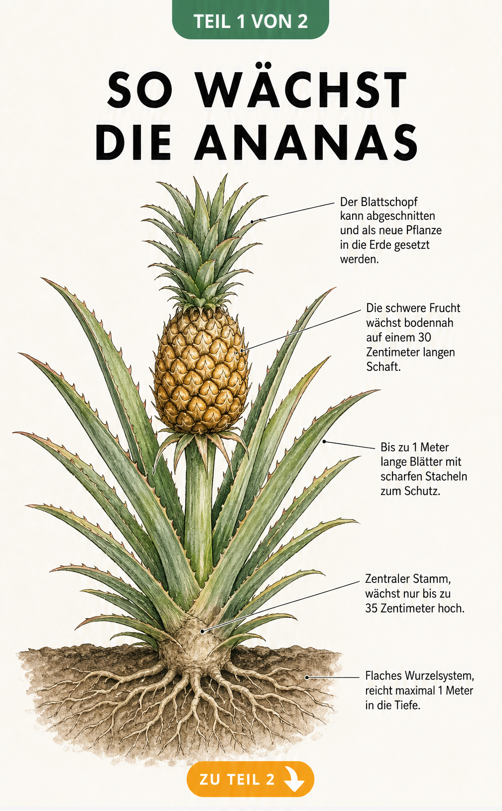 Botanische Illustration einer Ananaspflanze im Querschnitt mit Wurzeln, Stamm, Blättern und Frucht