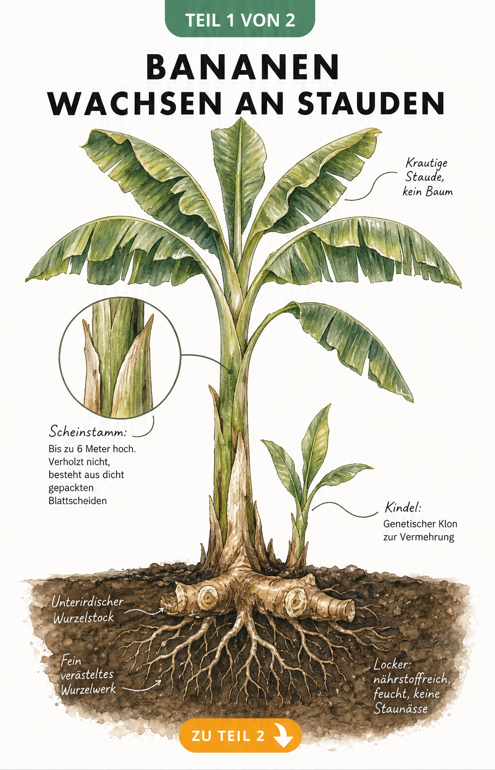 Botanische Illustration des Aufbaus einer Bananenpflanze mit unterirdischem Rhizom, Wurzelwerk, Scheinstamm und Blättern
