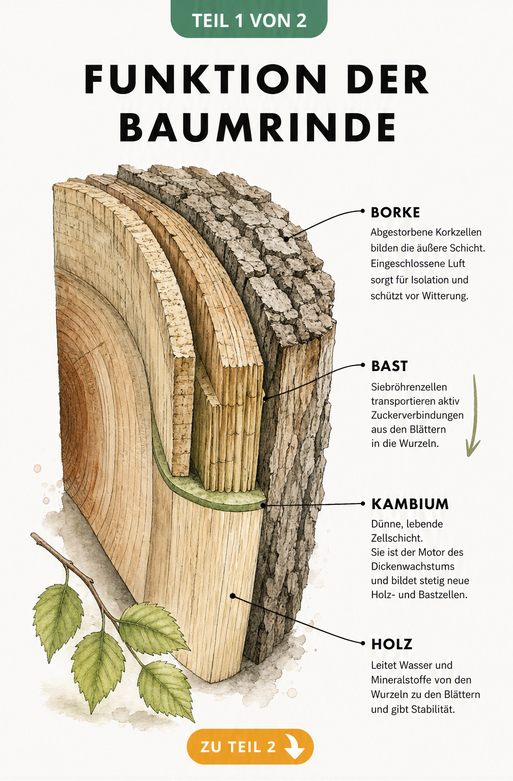 Botanische Illustration eines Baumstamms im Querschnitt, die Borke, Bast und Kambium zeigt
