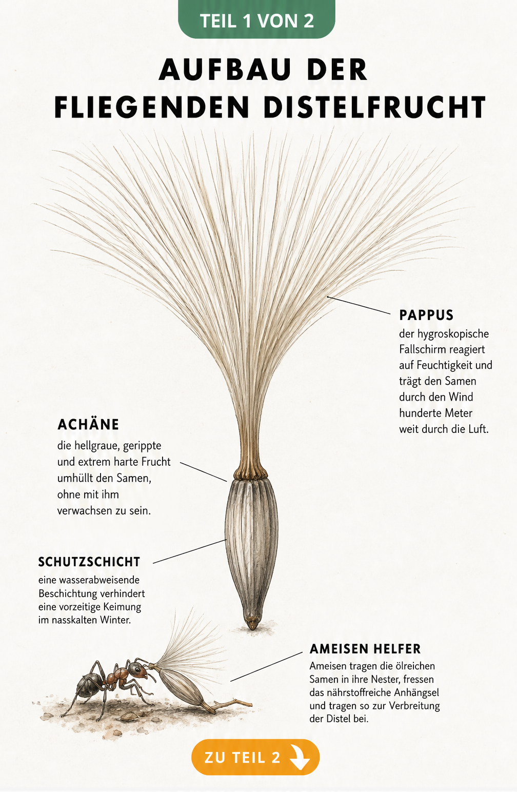 Botanische Illustration einer Distelfrucht mit Same, Außenhülle und haarartigem Pappus