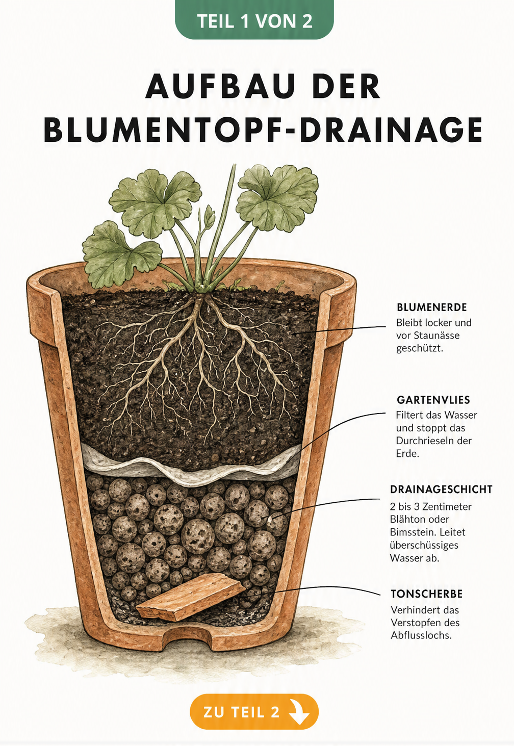 Querschnitt eines Blumentopfs mit den vier Schichten einer Drainage: Tonscherbe, Blähton, Gartenvlies und Blumenerde.