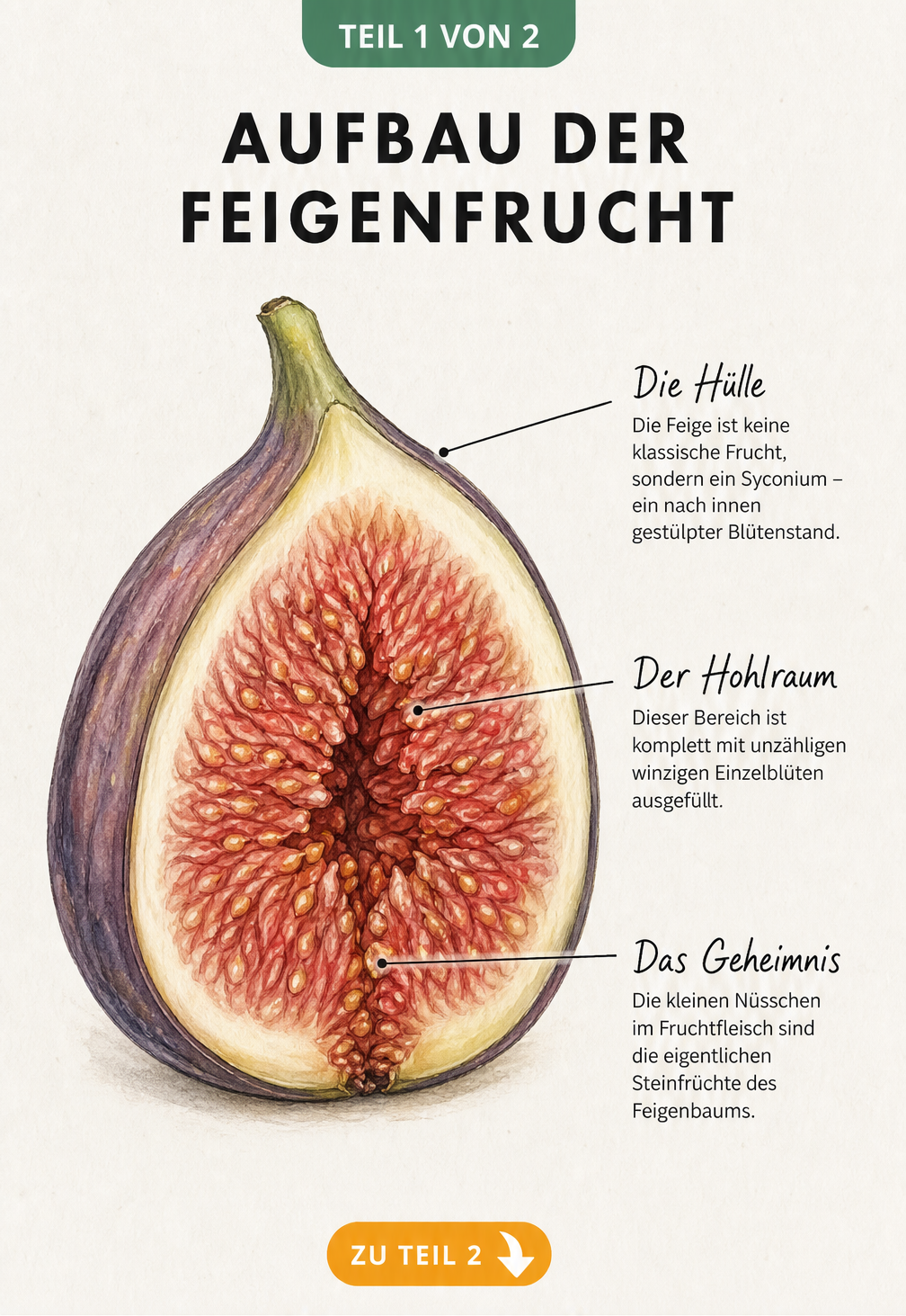 Querschnitt einer reifen Feige als botanische Illustration, die den Aufbau als Syconium mit innenliegenden Blüten und Kernen zeigt