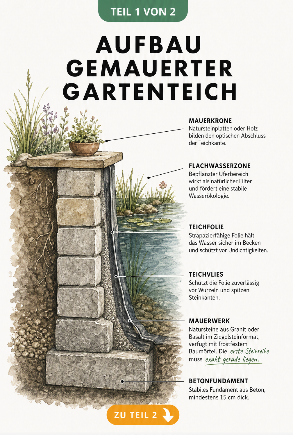 Querschnitt eines gemauerten Gartenteichs mit Fundament, Natursteinmauer, Teichvlies, Folie und bepflanzter Flachwasserzone