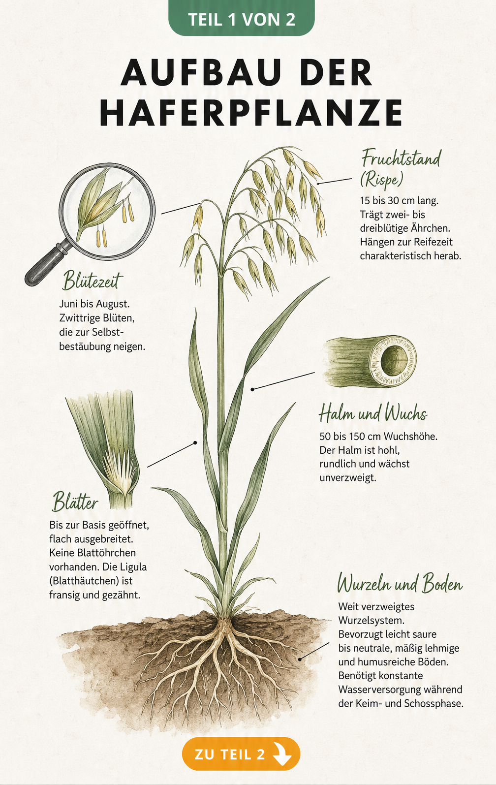 Botanische Illustration der Haferpflanze mit Details zu Wurzeln, Halm, Blättern und Rispe