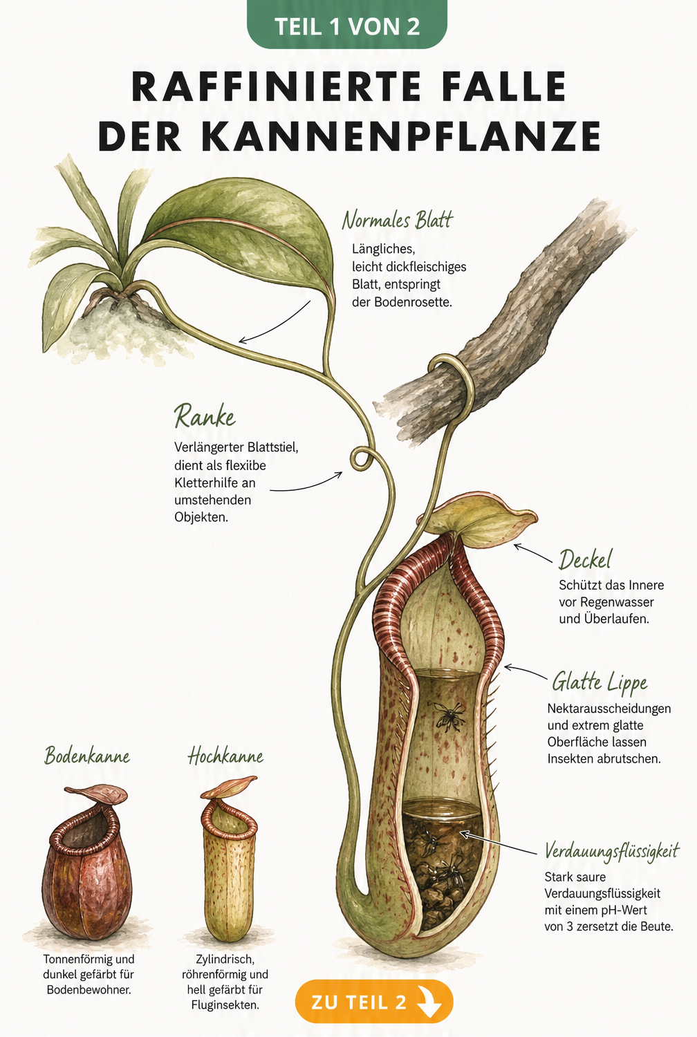 Botanische Illustration der Kannenpflanze mit Aufbau von Blatt, Ranke und Kanne sowie dem Fangmechanismus