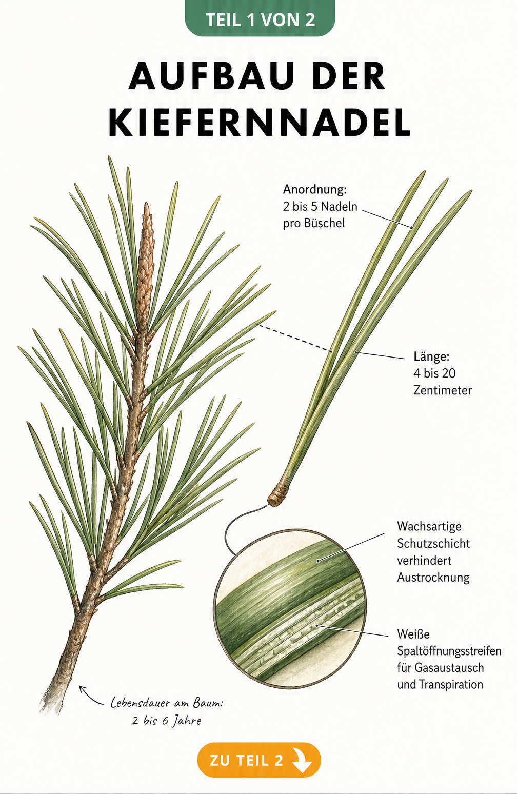 Botanische Illustration eines Kiefernzweigs mit vergrößertem Nadelbüschel und Erklärungen zum Aufbau der Kiefernnadel