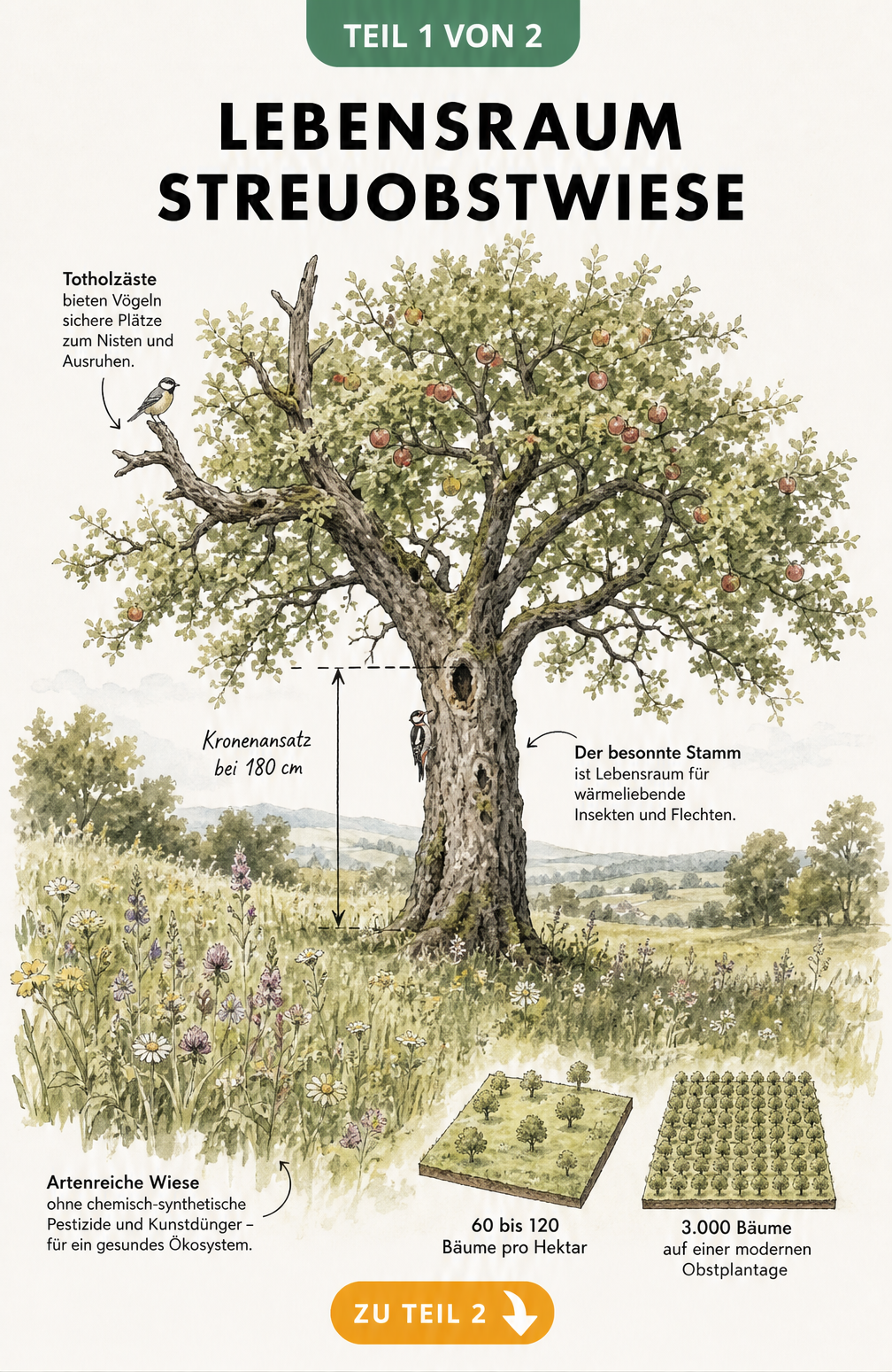 Querschnitt-Illustration eines alten Apfelbaums auf einer Streuobstwiese mit Details zu Kronenschicht, Krautschicht und ökologischen Merkmalen.