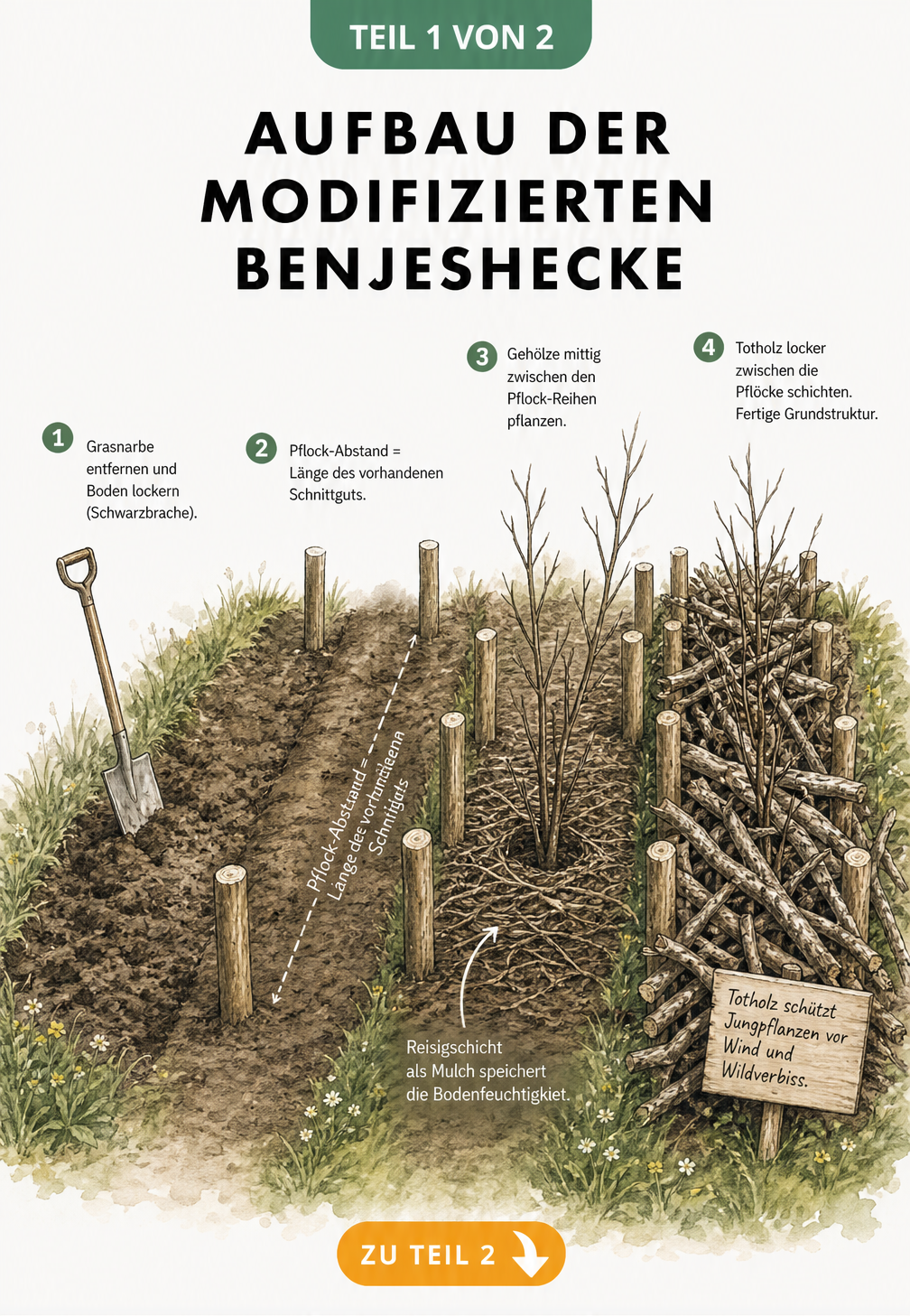 3D-Ansicht der vier Bauphasen einer modifizierten Benjeshecke von der Bodenvorbereitung bis zur fertigen Struktur mit Totholz und Jungpflanzen