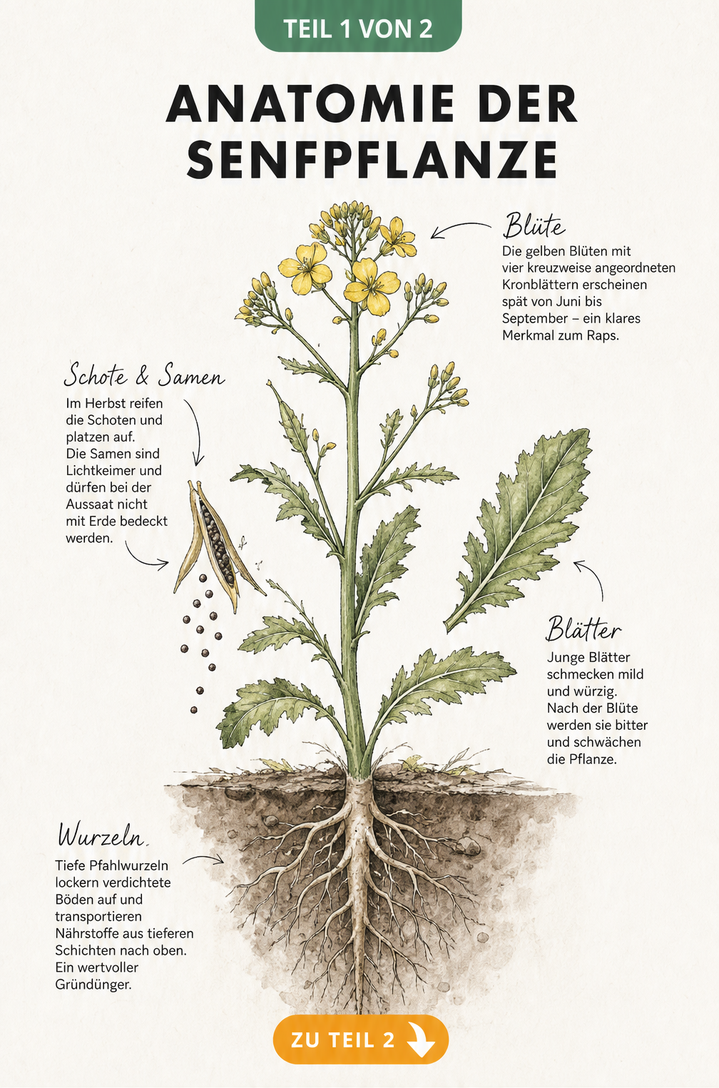 Detaillierte botanische Illustration der Senfpflanze mit Wurzeln, Blättern, Blüten und Schoten