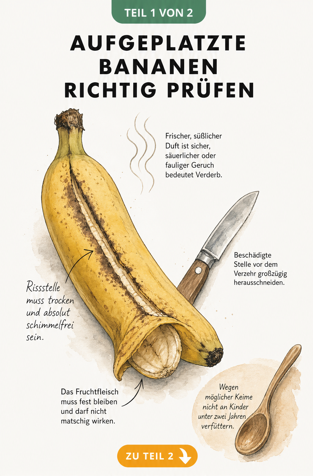 Botanische Illustration einer aufgeplatzten Banane mit Hinweisen zur optischen Kontrolle, Geruchstest und Texturprüfung