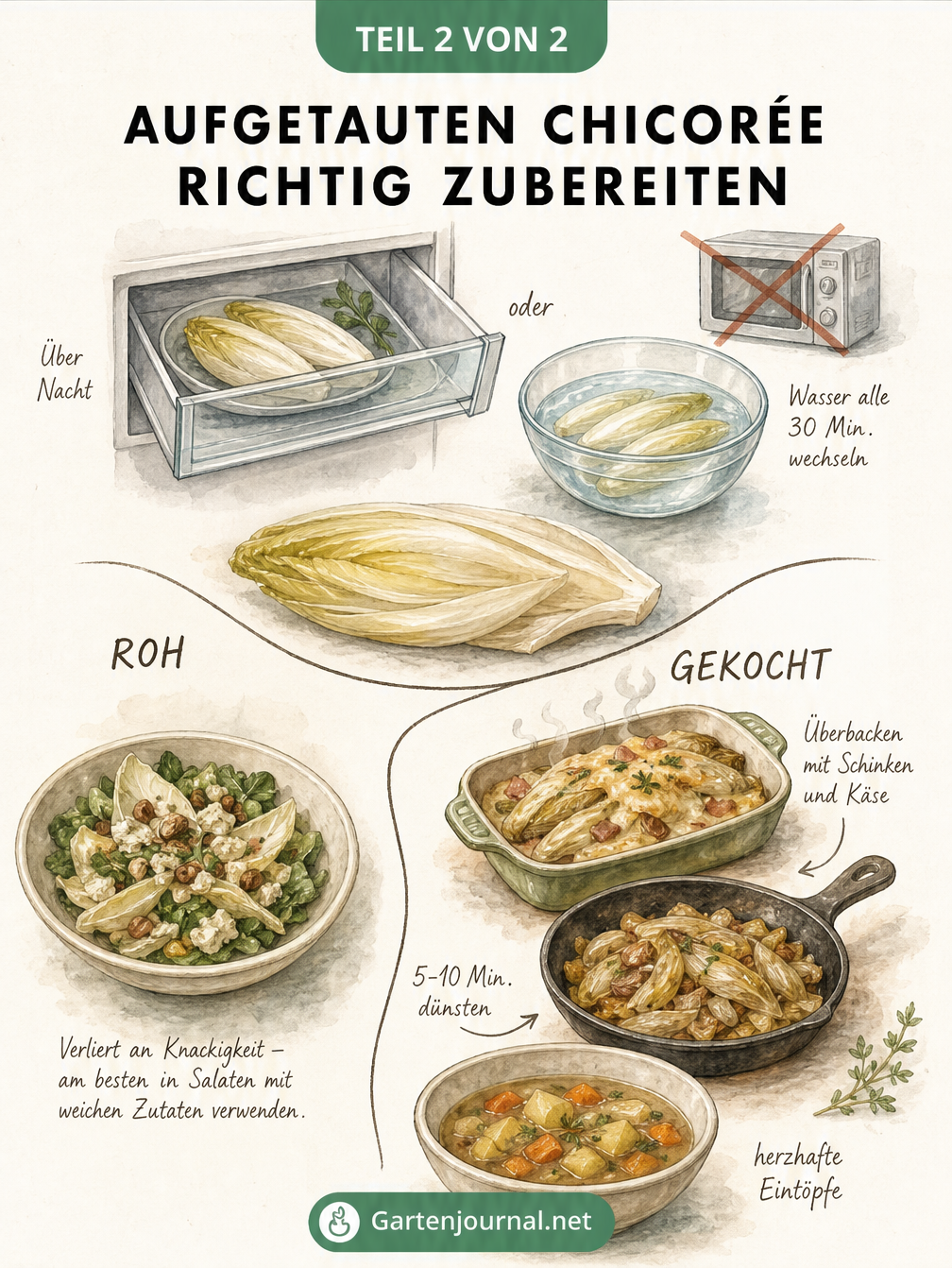 Illustration: Aufgetauten Chicorée richtig zubereiten, roh vermeiden, gekocht als Auflauf oder Suppe