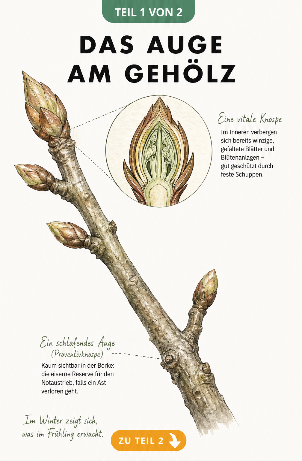 Botanische Illustration eines Zweiges mit Knospen und Querschnitt eines Auges