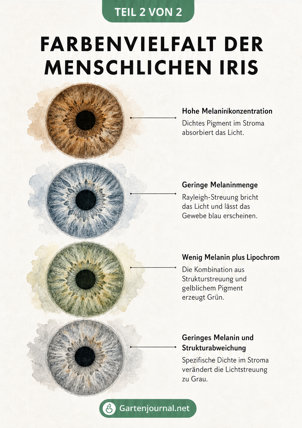 Aquarell-Illustration von vier Iris-Farben: Braun, Blau, Grün und Grau mit Erklärungen